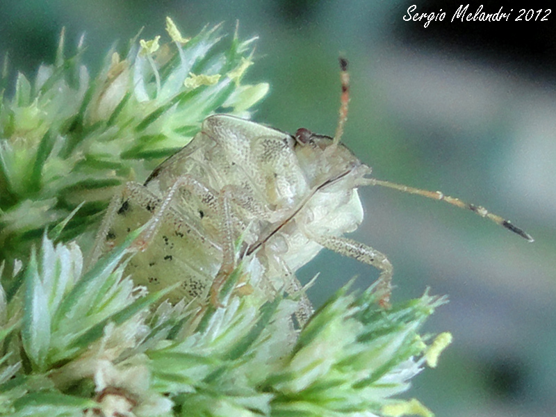 Pentatomidae: Holcostethus sp. della Romagna (RA)